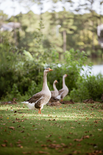 A flock of geese by a pond