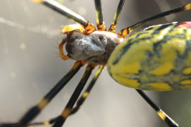 Closeup view with selective focus on a giant Spider and spider webs Closeup view with selective focus on a giant Spider and spider webs with blurred green jungle background big hairy tarantula stock pictures, royalty-free photos & images