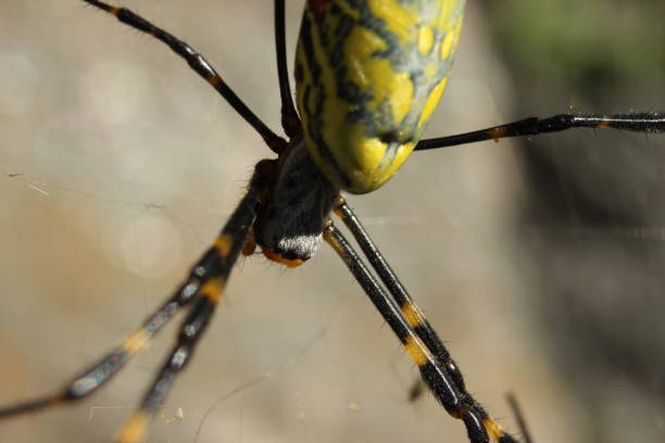 Closeup view with selective focus on a giant Spider and spider webs Closeup view with selective focus on a giant Spider and spider webs with blurred green jungle background big hairy tarantula stock pictures, royalty-free photos & images