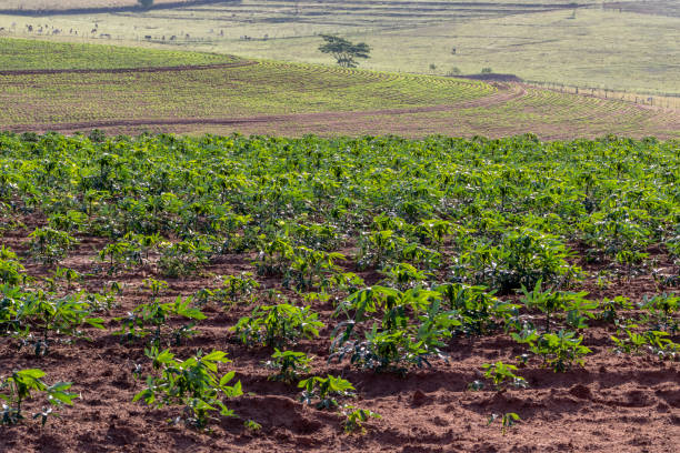 istock cassava or manioc plant on field 1283788897