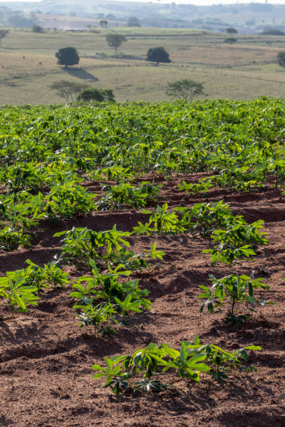 istock cassava or manioc plant on field 1283788929