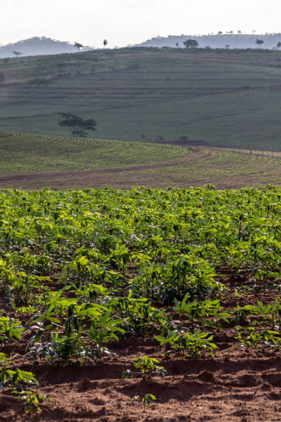 istock cassava or manioc plant on field 1283788939