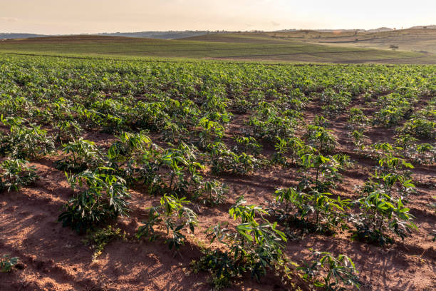 istock cassava or manioc plant on field 1283788952