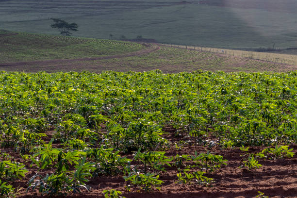 istock cassava or manioc plant on field 1283789049