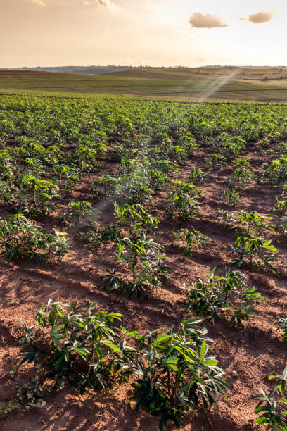 istock cassava or manioc plant on field 1283789081