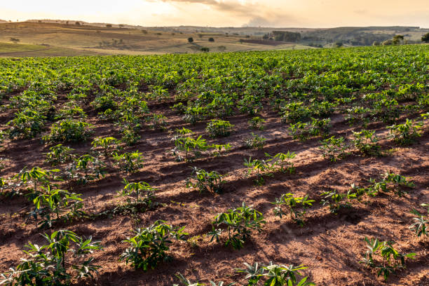 istock cassava or manioc plant on field 1283789098