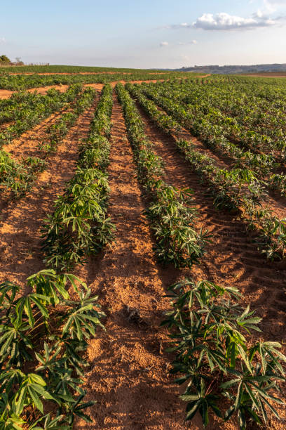 istock cassava or manioc plant on field 1283789118