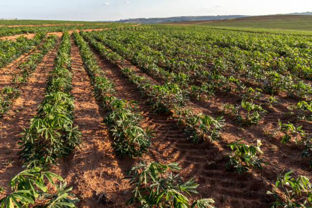 istock cassava or manioc plant on field 1283789151
