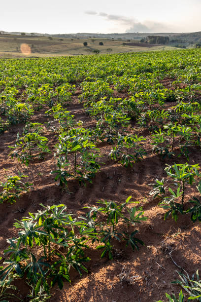 istock cassava or manioc plant on field 1283789152