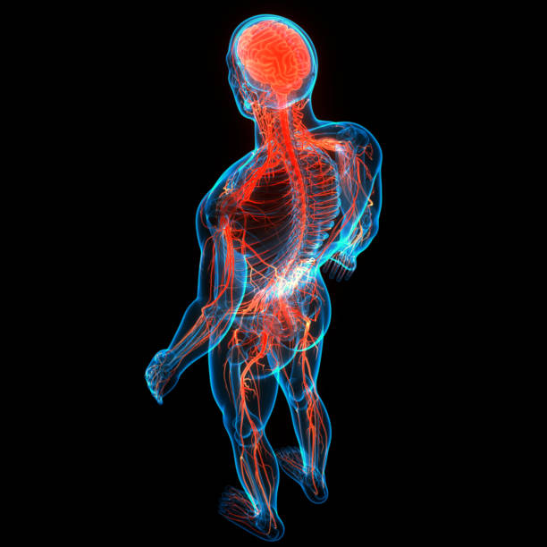 istock Central Organ of Human Nervous System Brain Anatomy 1283789177