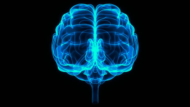 istock Central Organ of Human Nervous System Brain Anatomy 1283789187