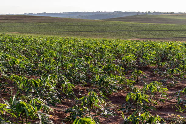 istock cassava or manioc plant on field 1283789207