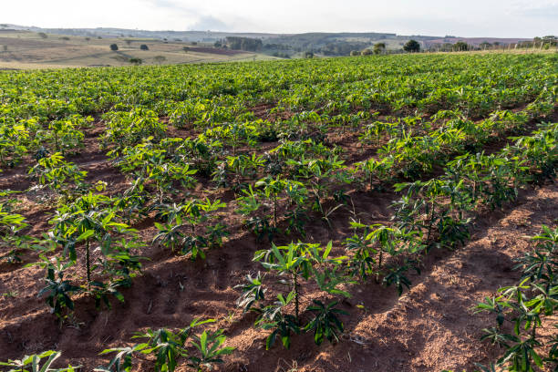 cassava or manioc plant on field