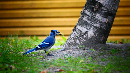 Quebec blue bird facing a tree trunk with a peanut in its beak