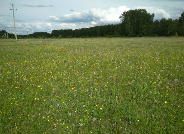 istock green grass in a clearing in the summer pasture 1283793678