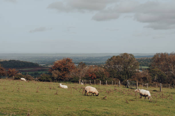 istock Sheep grazing in Mendip Hills, Somerset, UK. 1283796089
