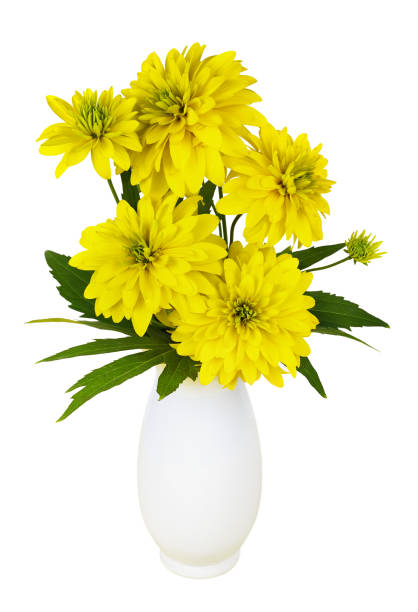 Yellow dissected rudbeckia flowers and leaves in a vase Yellow dissected rudbeckia flowers and leaves in a vase isolated on white dissected flower stock pictures, royalty-free photos & images