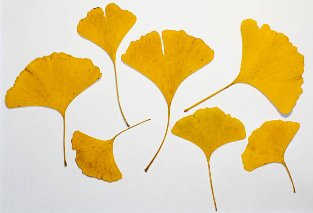 Ginkgo biloba leaves recovered by raindrops.