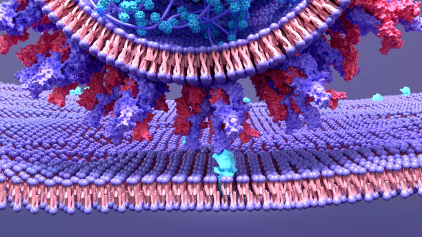 istock Coronavirus, SARS‐Cov‐2 infects a humain cell, the virus enter by using a spike protein attache to a receptor on cells called ACE2 1283796849