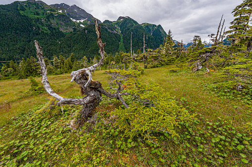The Northern Pacific coastal forests are temperate coniferous forest. It occupies a narrow coastal zone of Alaska, between the Pacific Ocean and the northernmost Pacific Coast Ranges.  The ecoregion receives high rainfall. It contains a quarter of the wor