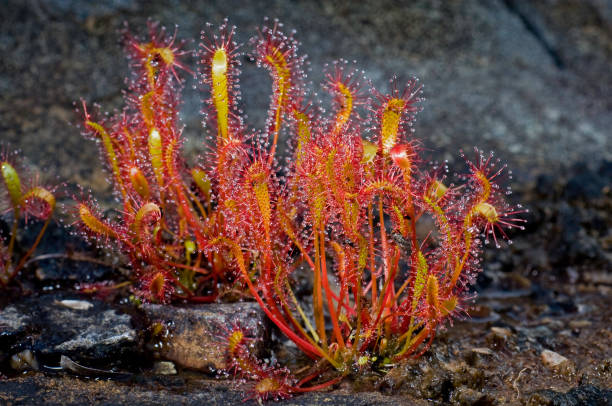 Long Leaf Sundew, Drosera anglica, Ingot Island, Prince William Sound, Chugach National Forest, Alaska, Carniverous plant. Droseraceae. Long Leaf Sundew, Drosera anglica, Ingot Island, Prince William Sound, Chugach National Forest, Alaska, Carniverous plant. Droseraceae."n chugach national forest photos stock pictures, royalty-free photos & images