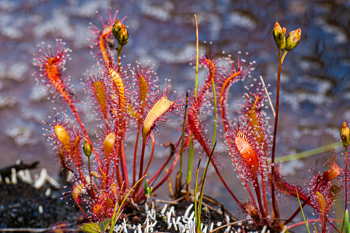 Long Leaf Sundew, Drosera anglica, Ingot Island, Prince William Sound, Chugach National Forest, Alaska, Carniverous plant. Droseraceae.\