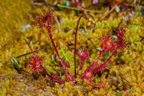 Round Leaf Sundew, Drosera rotundifolia, Chugach National Forest, Prince William Sound, Alaska, Family Droseraceae, Sundew capture small flying insects with sticky leaves, Carniverous