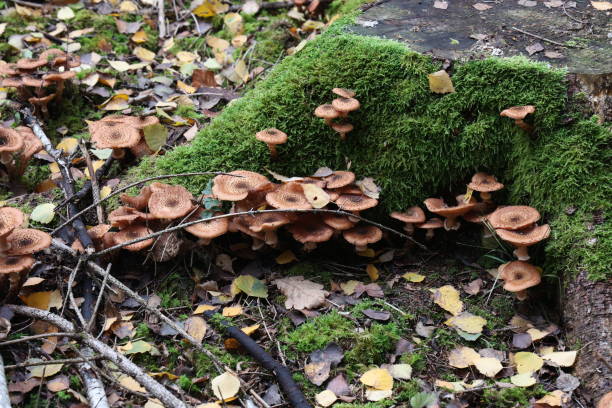 istock Autumn mushrooms grow in the forest on a stump 1283798681