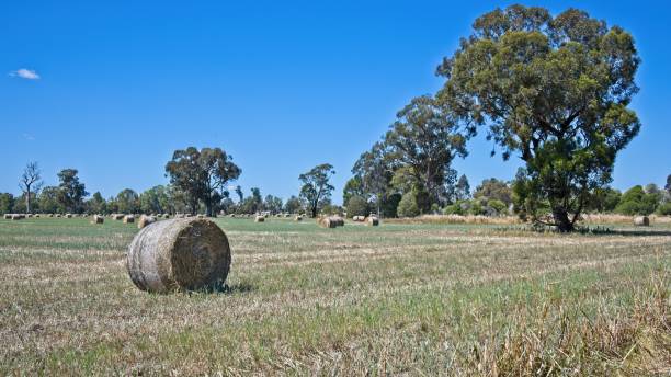 istock Round Hay Bales on a Farm Near Mulwala 1283798802