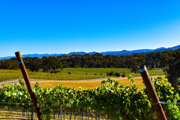 istock Gorgeous wine grape vines in vineyard countryside 1283800225