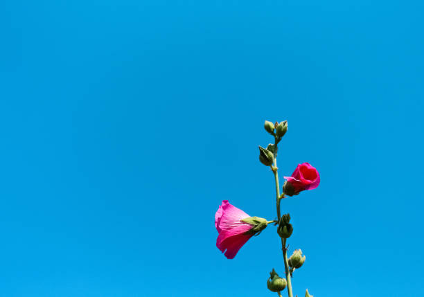 Pink hollyhock flowers (Alcea rosea) natural tropical patterns blooming on bright blue sky background