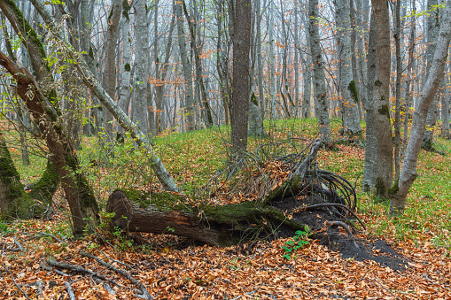 Old fallen tree in foggy yellow autumn forest