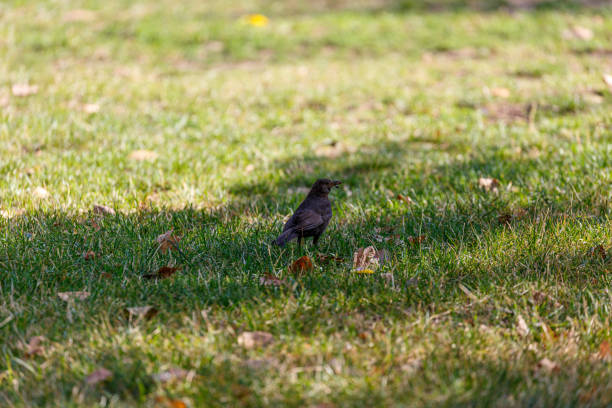 istock Black bird walking on the grass in park 1283802142