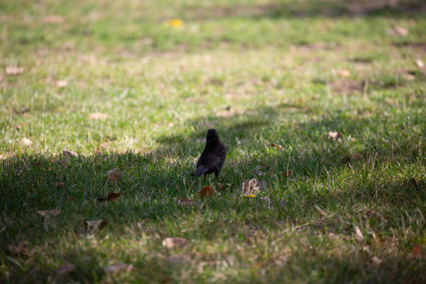 istock Black bird walking on the grass in park 1283802145
