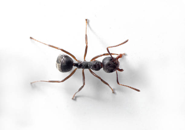 istock Macro Photo of Black Ant on White Wall 1283802898