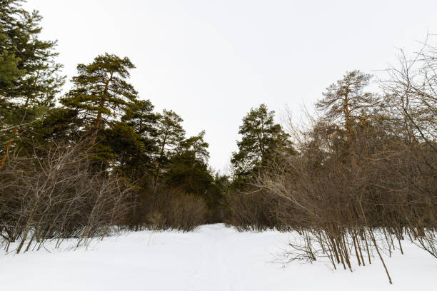 Winter forest landscape. Winter snow trail in the forest.
