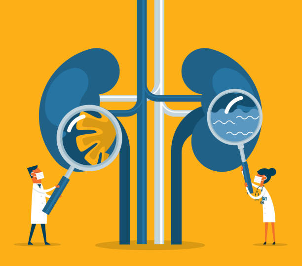 ilustrações de stock, clip art, desenhos animados e ícones de kidneys - doença crónica ilustrações