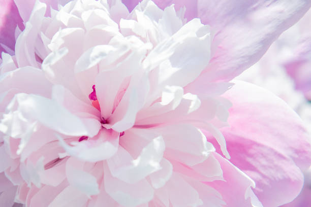 istock Beautiful pink peony flower background 1283805505