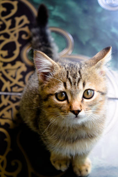 istock This cat knows that someone is taking the picture 1283807067