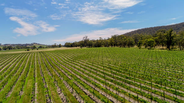 istock Aerial view of vineyard in Springtime 1283809883