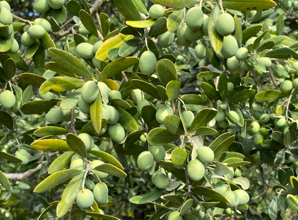 Olives on olive tree branch Green olives on olive tree branch. olive fruit stock pictures, royalty-free photos & images