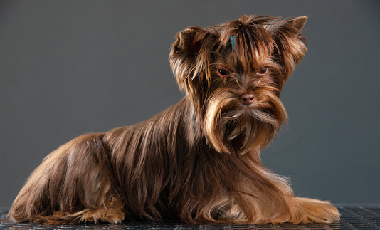 Close-up of a Fashionable Yorkshire Terrier Dog groomed Hair against Gray Background
