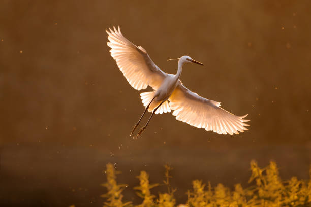 istock White little egret flying in nature. 1283812780