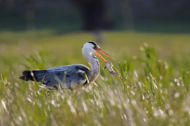 Photo of Gray heron catching fish in nature.