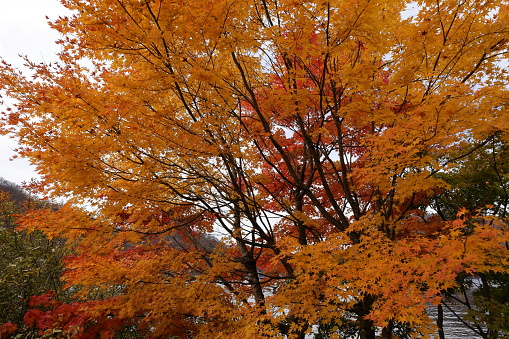 the beautiful autumn foliage of Korea