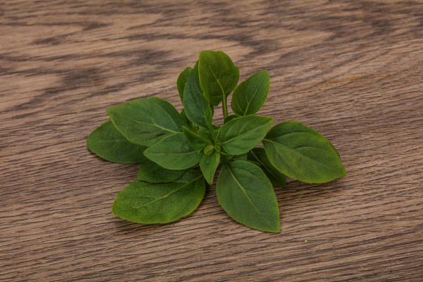 Basil plant on a kitchen window sill