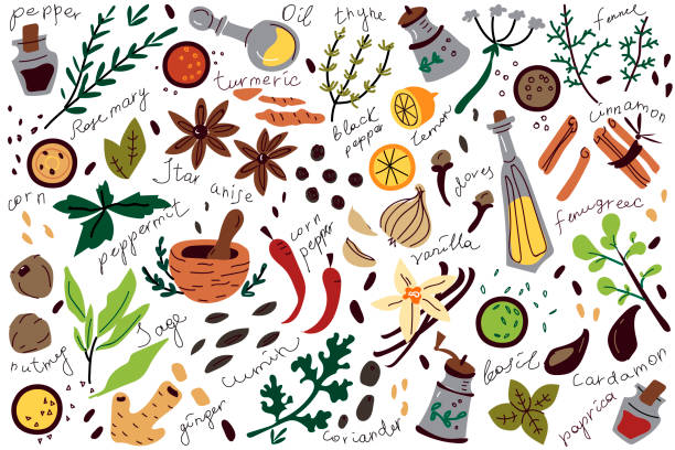 ilustrações de stock, clip art, desenhos animados e ícones de spices doodle set - cardamom spice indian culture isolated