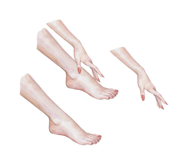 foot pedicure and hand with long red nails foot pedicure and hand with long red nails watercolor art hand-with-long-nails stock illustrations