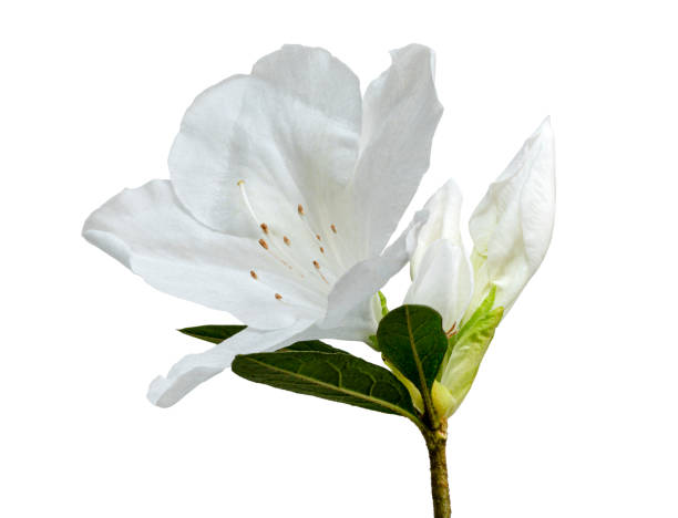 flores de azaleas con hojas, flores blancas aisladas sobre fondo blanco con camino de recorte - leaf rhododendron summer spring fotografías e imágenes de stock