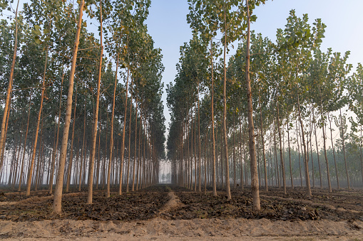 farmers grow poplar trees along with their regular crop in rural Punjab, India for extra income. poplar trees sequence in  agricultural field in winters in Punjab, India